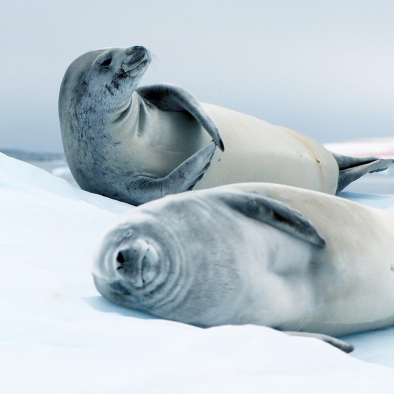 Ponant – Le Commandant Charcot